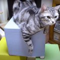 立派な猫ちゃんのお城！老朽化で泣く泣く処分に…