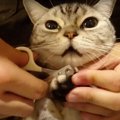 爪切りが嫌いな猫ちゃん大絶叫！