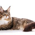 【獣医師監修】メインクーンってどんな猫？特徴や性格から飼う前の注意点…
