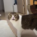 こっち来てニャ！一生懸命に助けを求める猫くん