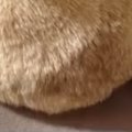 ふと、『クッションの上でくつろぐ猫』を見たら…予想外の『可愛すぎるフォ…