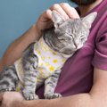 猫は『不妊手術』をしたらどう変わる？術後の猫に訪れる3つの変化と注…