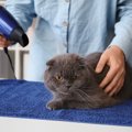 お風呂上がりの濡れた猫を『うまく乾かすための方法』3つ　なるべく手…