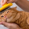 猫にスリッカーブラシを使う時の注意点２つ！使い方やおすすめ商品まで