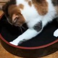 『猫がくつろぐ姿』を想像して『寿司桶』を置いた結果…完全に予想外な…