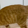メガネを外して漫画を読んでいると、『猫』が近づいてきて…笑ってしま…