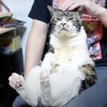 お膝にピタッ！猫ちゃんのバランス力がすごい！