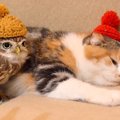 フクロウがいる猫カフェ！スタッフの紹介と利用方法