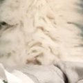 窓際を見ると、ネコが二本足で立っていて…あまりにも『ヒーローのような光…