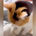 寝ようとしたら、ネコが体に登ってきて…とんでもなく尊い『まさかのア…