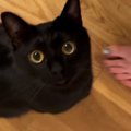 どうしても構ってほしい黒猫→ママが離れると……あまりにも可愛い『まさ…