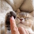 眠っているネコの『肉球』をぷにぷにと触ってみたら…とてつもなく尊い…