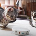 「なにこれ！？」警戒して毛が逆立つ子猫ちゃん！