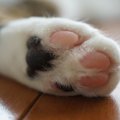 猫は『肉球の色』によっても性格が変わる？4つのパターンごとの傾向