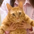 留守番中に大喧嘩した2匹の猫…まさに『猫を被っている』様子が可愛す…