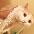 愛猫をシャンプーするときの５つのコツと手順