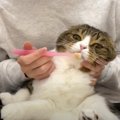 『歯磨きは嫌ニャ！』抵抗する姿が可愛い猫ちゃんたち