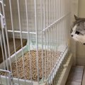 緊張が伝わってくる…！新入り子猫と先住猫の初対面に「どうなるかとド…