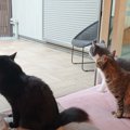 『キャティオ』猫たちが自由に遊べる中庭が完成した結果…あまりにも素…