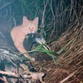 【獣医師コラム】「海鳥を野ネコから助ける。でも野ネコも助ける。」…