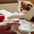 猫は『トマト』を食べられるの？与える際の注意ポイント