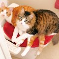 猫の『多頭飼い』でよくある悩み5選　どうやって解決するの？