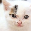 近所の菜園でピョコピョコしていた子猫を保護→7年後の姿が…『劇的ビフォー…