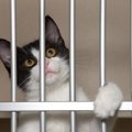 刑務所で16年間生活し、囚人たちの心を慰め続けた偉大な猫　米国