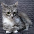 猫が『嫌な気持ち』になる飼い主の行為3つ