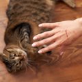 愛猫が『さわると引っ掻いていくる』ときに考えられる3つの理由　さわ…