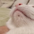 猫のアゴ下に『黒いニキビ』ができる原因3つ　放置するとどうなる？正しい…