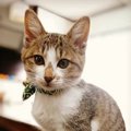 猫が好感を持っている人に見せる仕草３つ