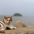 タンカーに乗船し、1万キロを航行して有名に！　ニュージーランドから韓国…