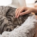 高齢猫のためにお家でできる3つのケアって？