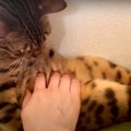 どっこいしょ？おばあちゃんみたいに座っちゃった猫さん♪