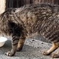 まさかの理由で捨てられて『ぼろぼろになっていた猫』が、保護された…
