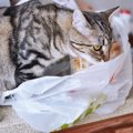 猫が『ビニールを噛みたがる』3つの理由　誤飲注意の危険行為、やめさ…