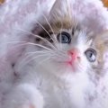 子猫が全く寝ないので『子猫巻き』してみた結果…『天使すぎる反応』が…