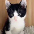 大好きな同居猫と『5時間だけ』離れた子猫→再会すると…尊すぎる『愛が…