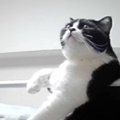 眠るときは『主の右手が必要な猫』→偽物を渡してみた結果…思った以上…