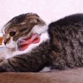 よっこらしょ！　短めのあんよがかわいい猫ちゃん。くすっと笑えるお…