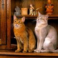 【獣医師監修】ソマリの毛色は主に4種類！人気色・珍しい色や特徴を解説