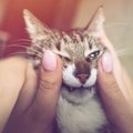 猫を分かっていない飼い主がしがちなNG行為５つ