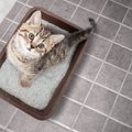猫の膀胱炎は再発しやすい？考えられる原因や主な症状、適切な対処法まで…