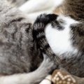 猫が『しっぽを巻き付ける』ときの理由4つ　自分以外に絡ませる意味や…