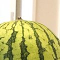 丸くなっている猫のとなりに『スイカ』を置いた結果→模様を見比べると…『…