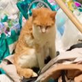 高齢化社会のペット問題！飼い主を亡くし残された猫たちVo.1