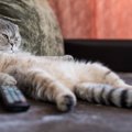 猫はお家に『1匹だけ』だと寂しいの？気になるメリット・デメリット3つ