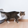 猫の『トイレ』を置いてはいけない場所5選　見直しが必要な理由や快適な設…