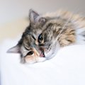 猫に『精神的苦痛』を与える飼い主の行動５選